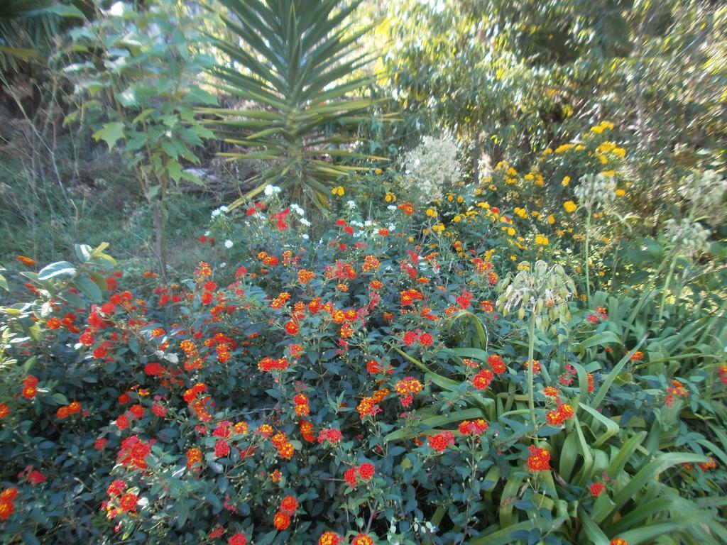 Finca Las Palmeras Icod De Los Vinos Ruang foto