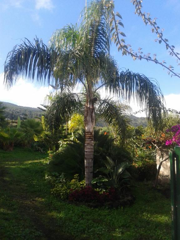 Finca Las Palmeras Icod De Los Vinos Ruang foto