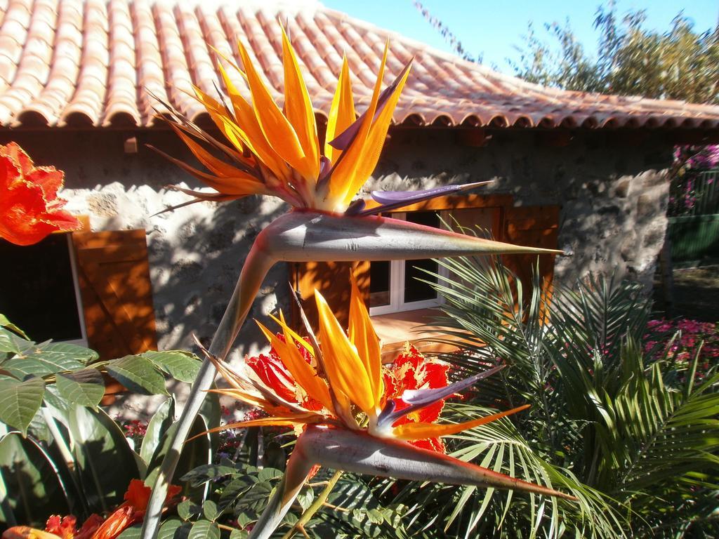 Finca Las Palmeras Icod De Los Vinos Bagian luar foto