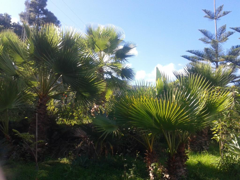 Finca Las Palmeras Icod De Los Vinos Bagian luar foto