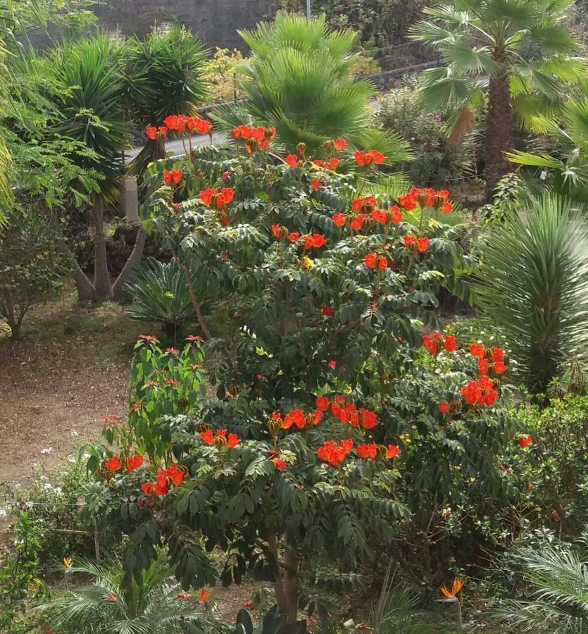Finca Las Palmeras Icod De Los Vinos Bagian luar foto