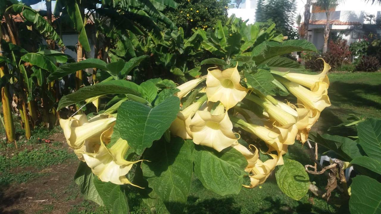 Finca Las Palmeras Icod De Los Vinos Bagian luar foto