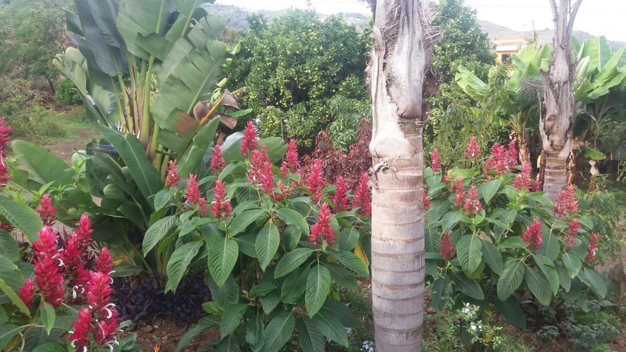 Finca Las Palmeras Icod De Los Vinos Bagian luar foto